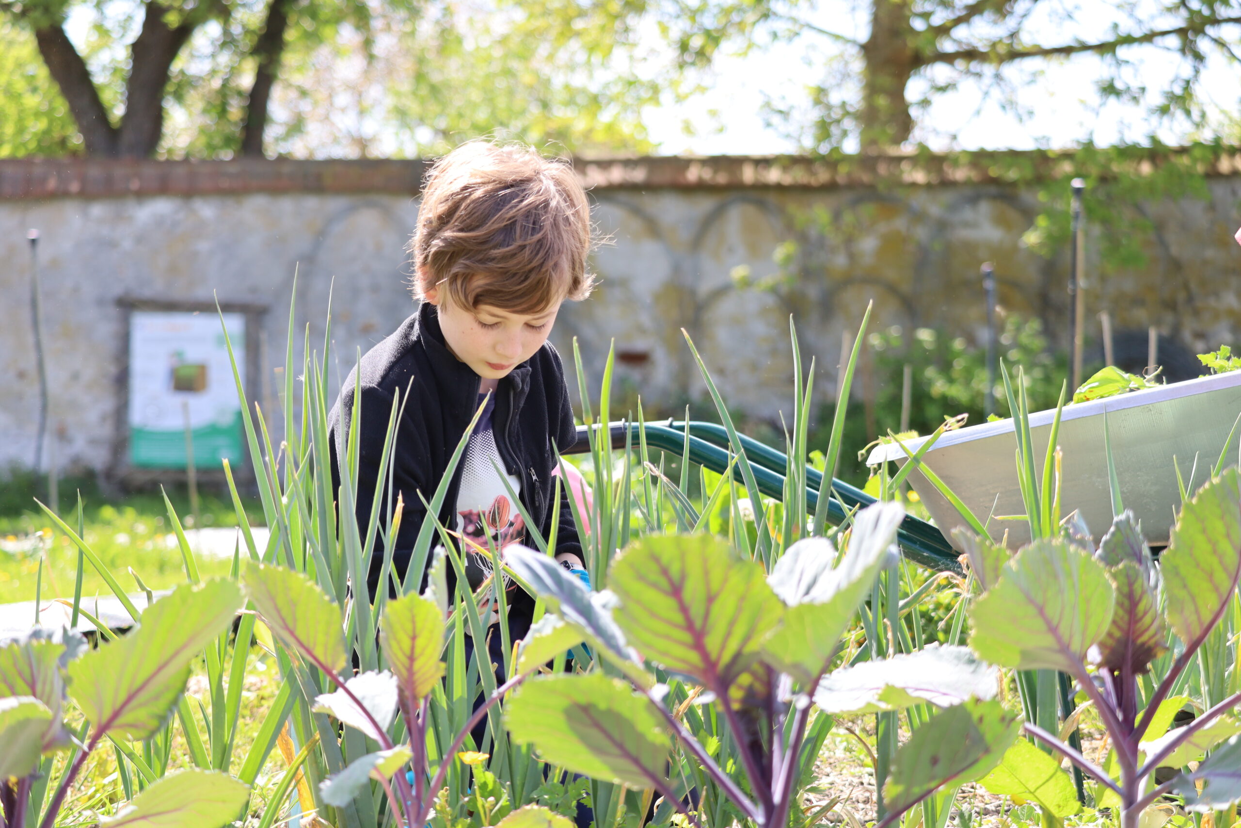 Potager pédagogique