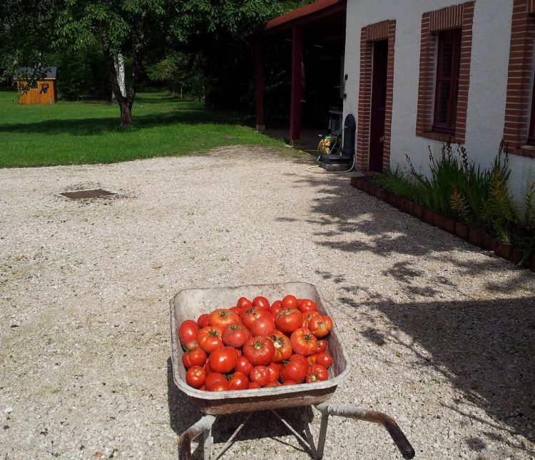 The annex with last year's tomatoes